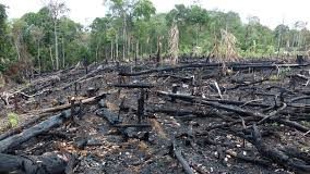 ECOLOGIQUEMENT, LAMBANYI EST EN DANGER